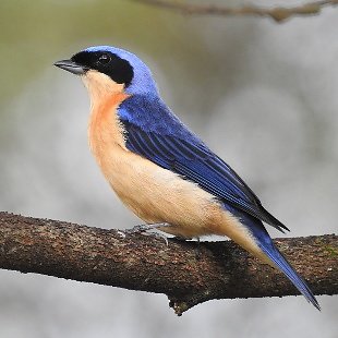 ¡Descubre los encantos de los pájaros en Bombinhas! 🏖️